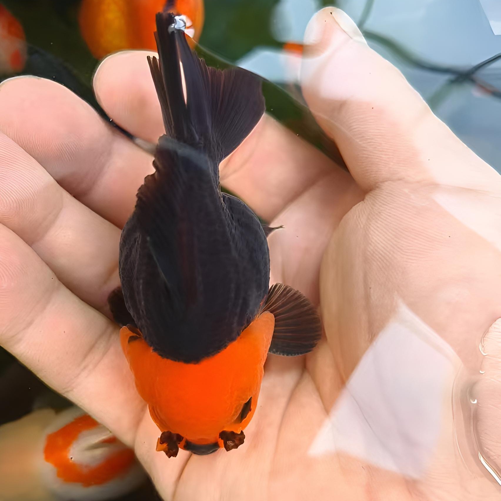 观赏鱼兰寿泰狮金鱼