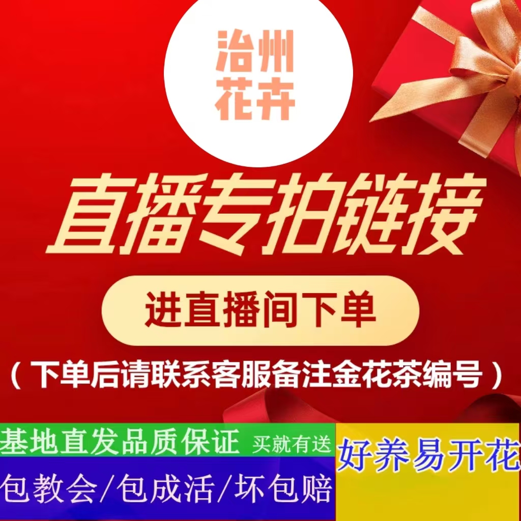 金花茶 直播间一物一拍98-498