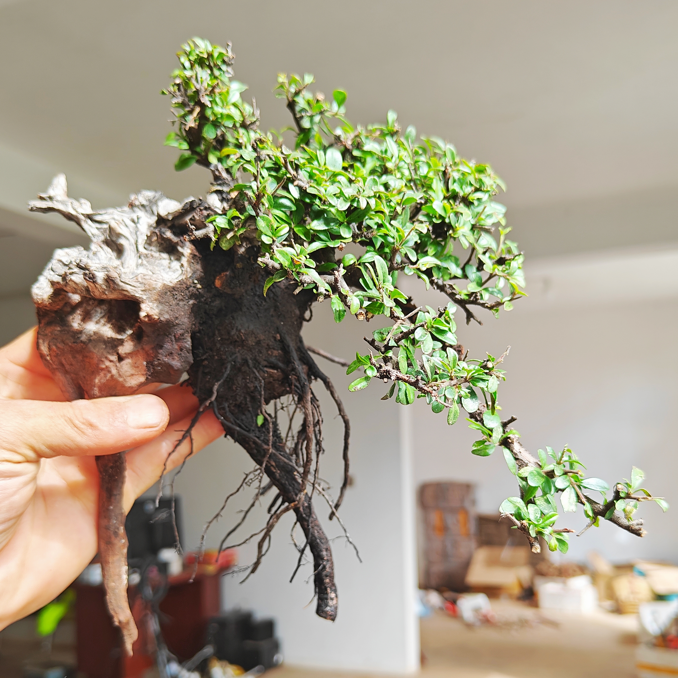 盆景老桩山采老鹰刺云南特色微型植物动态盆栽韩国素材雀梅