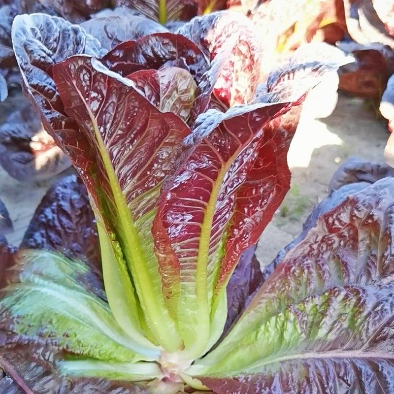 紫孔雀菜罗马直立生菜新鲜蔬菜叶菜类沙拉菜生吃甜脆多汁农家庭院