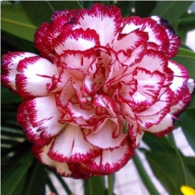 重瓣康乃馨花种籽四季开花庭院室外种植绿植花卉大全