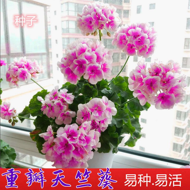 重瓣天竺葵种子四季播种开花室内洋绣球花花种子籽观花盆栽花卉