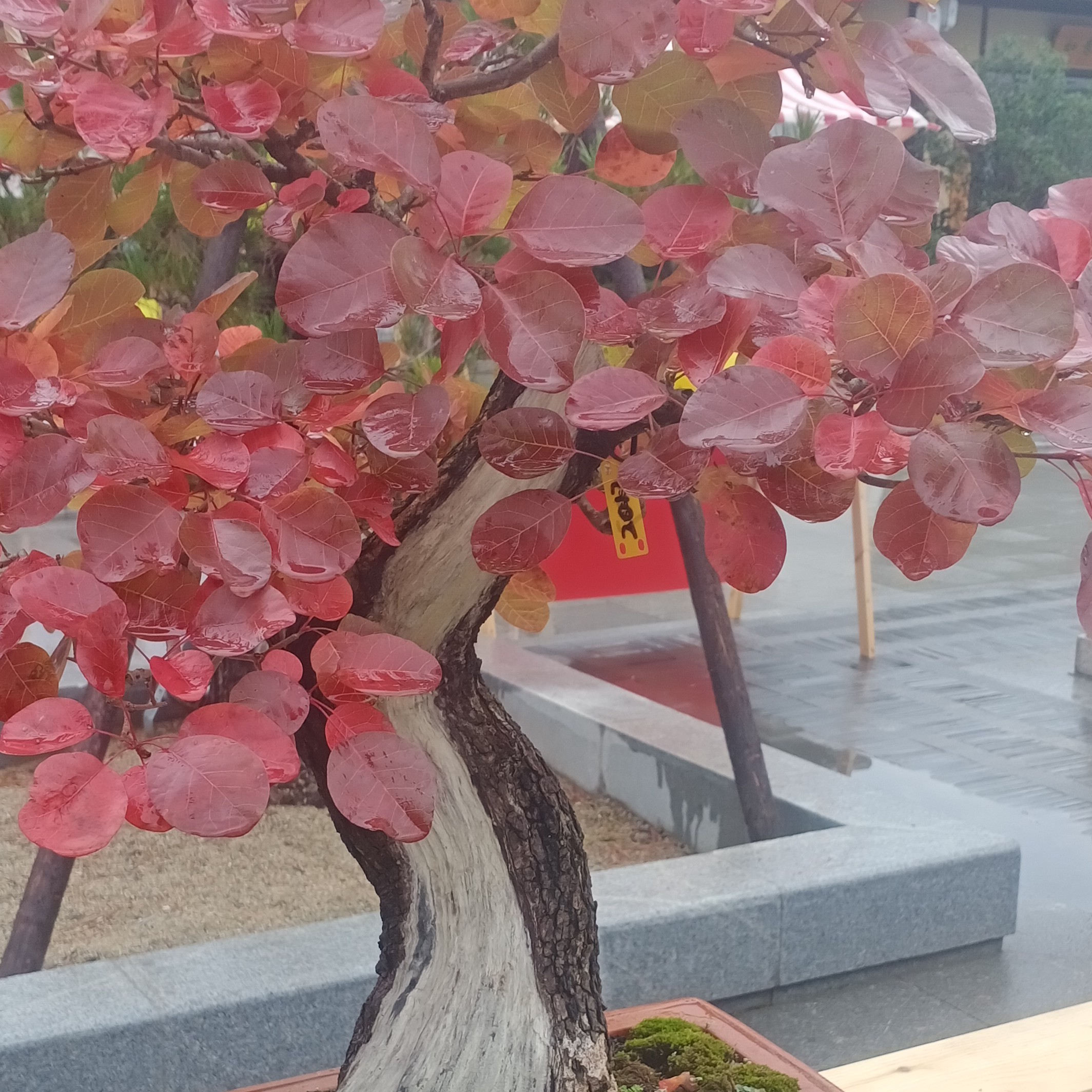 黄栌盆景素材（生桩）直播间链接