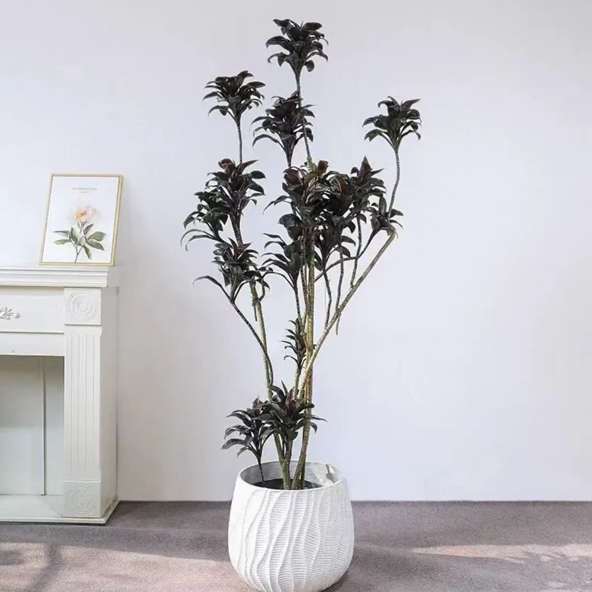 娃娃朱蕉紫气东来室内客厅盆栽观叶净化空气造型紫色朱蕉绿植好养