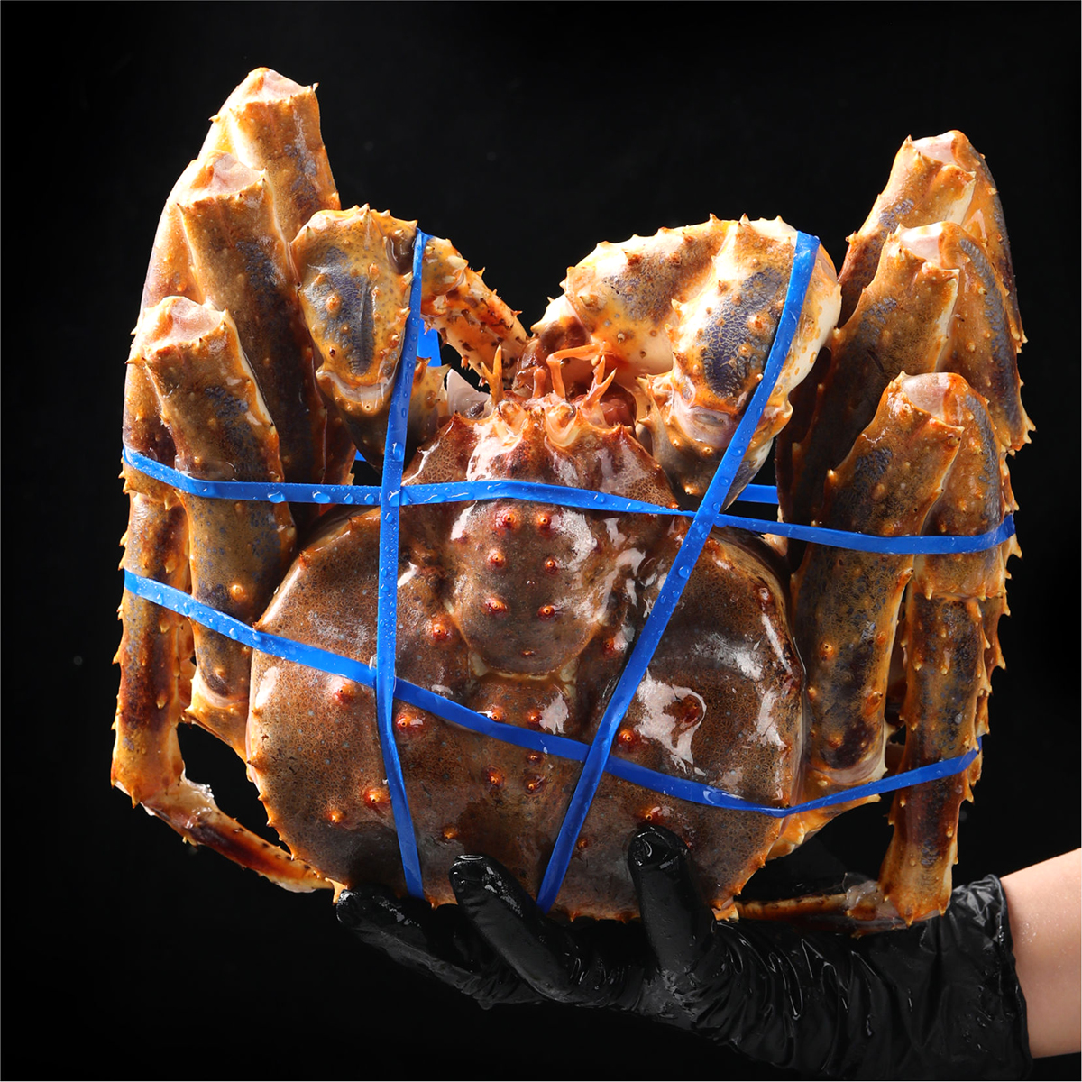 生冻蓝帝王蟹 深海特产蓝帝王蟹 顺丰发货 肉质饱满 大海美味