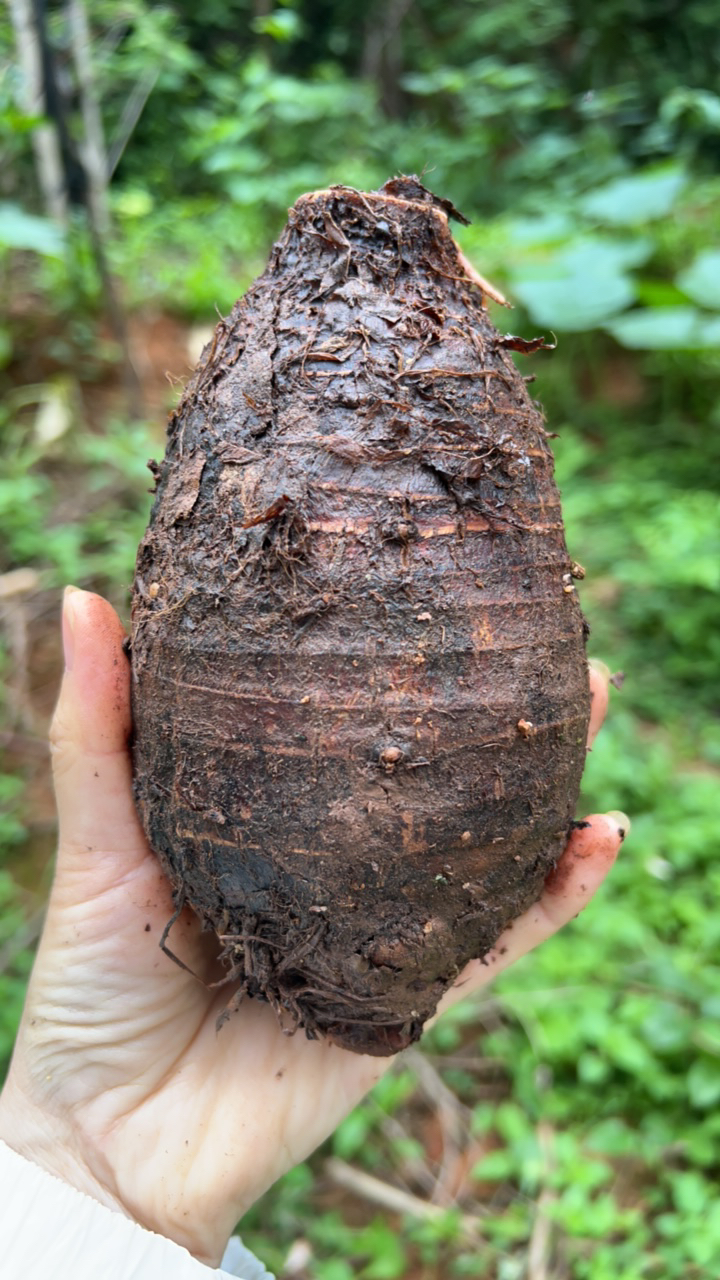 湖南正宗软糯香甜槟榔芋紫香芋新鲜精选大芋头现摘现发5斤包邮