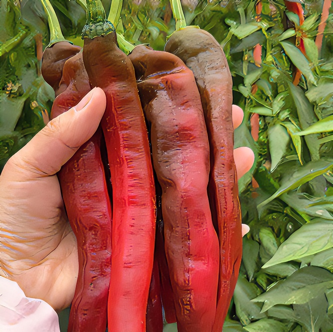 湖南本地 （9号园皱皮大美椒）软香辣薄皮辣椒籽多中偏高辣