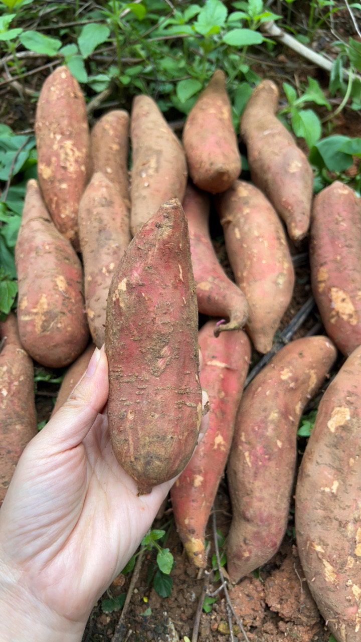 湖南邵阳邵东农家自种新鲜沙土板栗红薯甜现挖现发5斤包邮辣椒