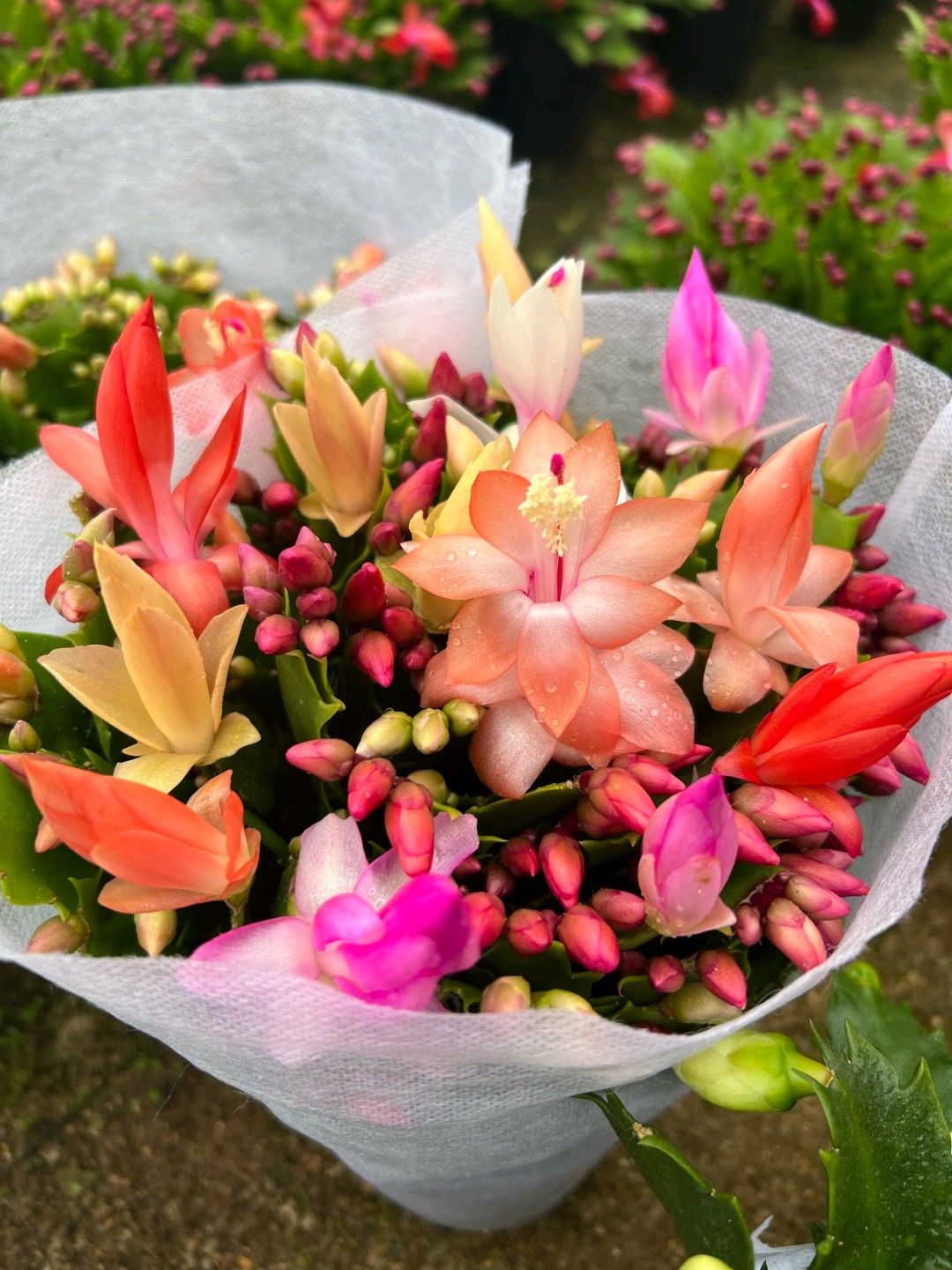多色蟹爪兰盆栽室内观花绿植四季开花好养易活懒人养护