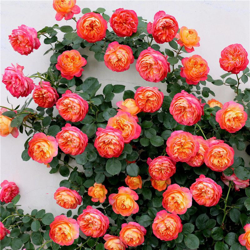 藤宝贝大花月季藤本花卉蔷薇花苗多季节开花可做拱门栅栏爬藤