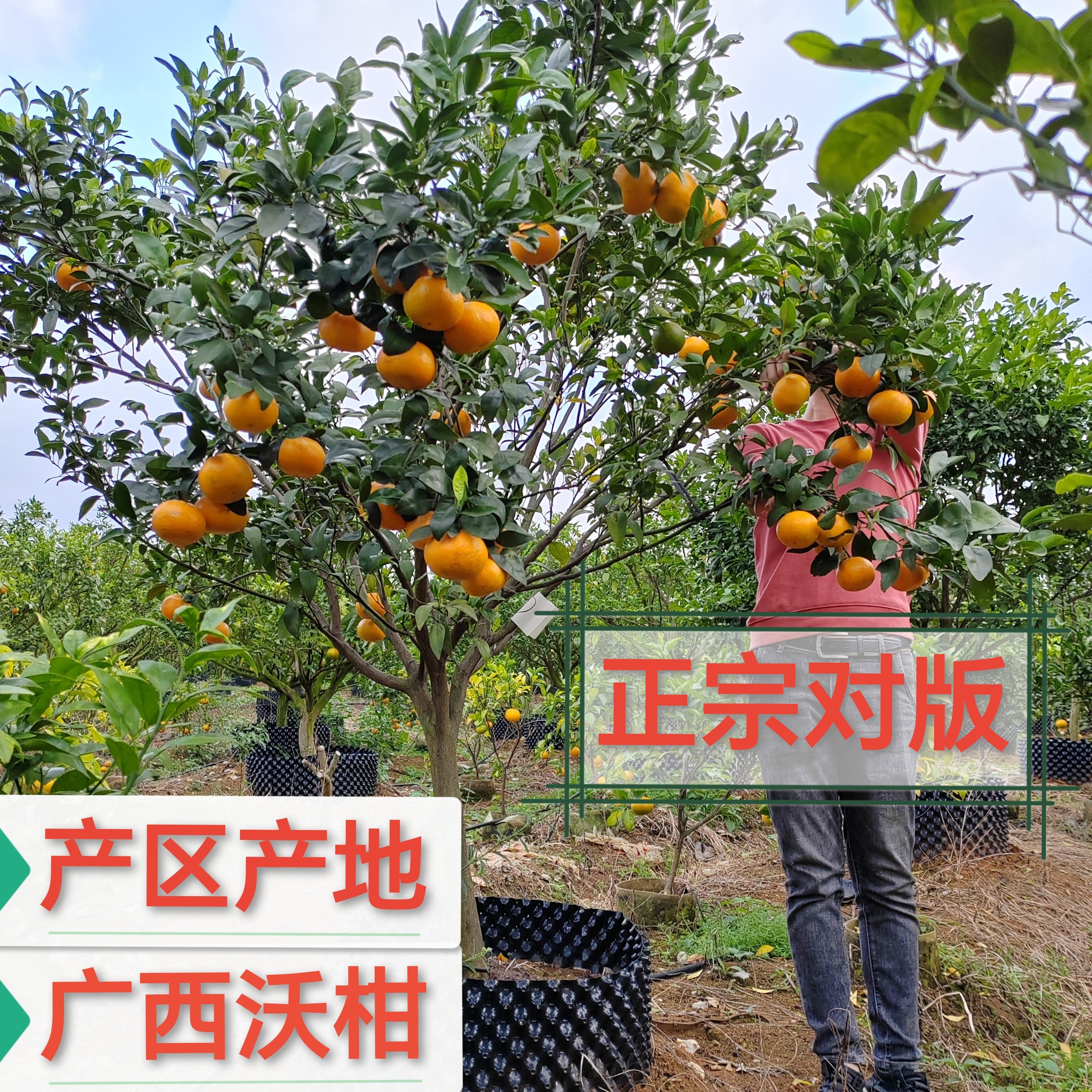 大型盆景绿植容器苗/南方北方庭院花园绿化观花观果/