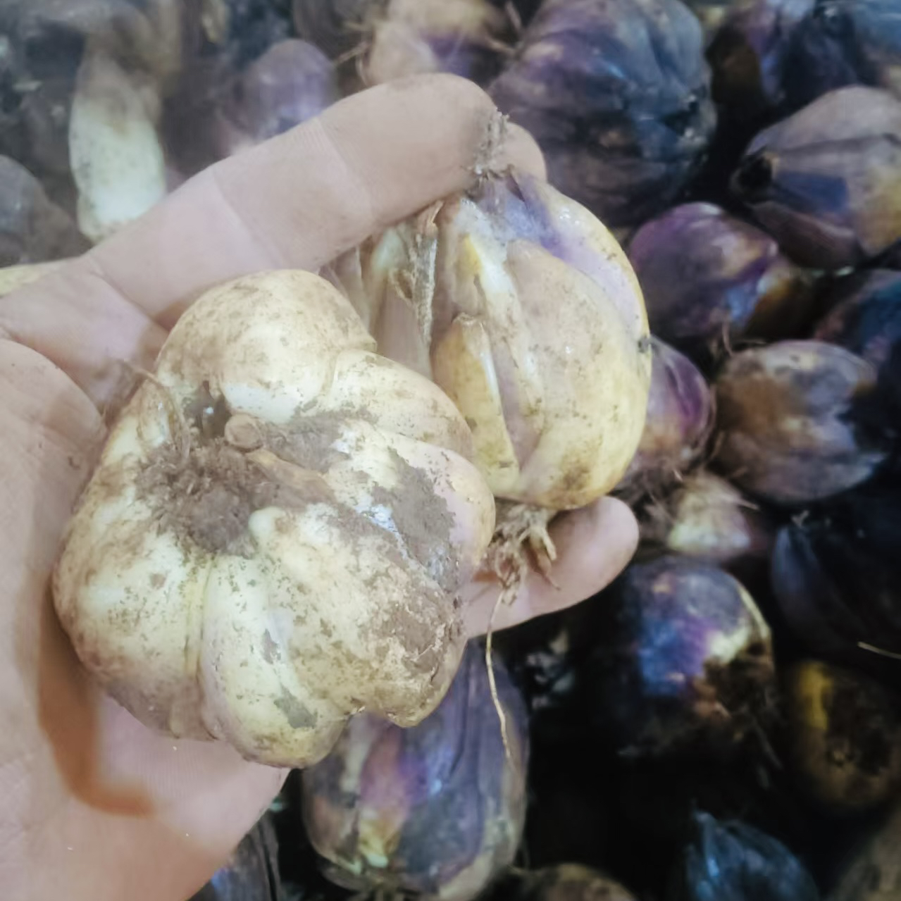 云南普洱山货新鲜百合