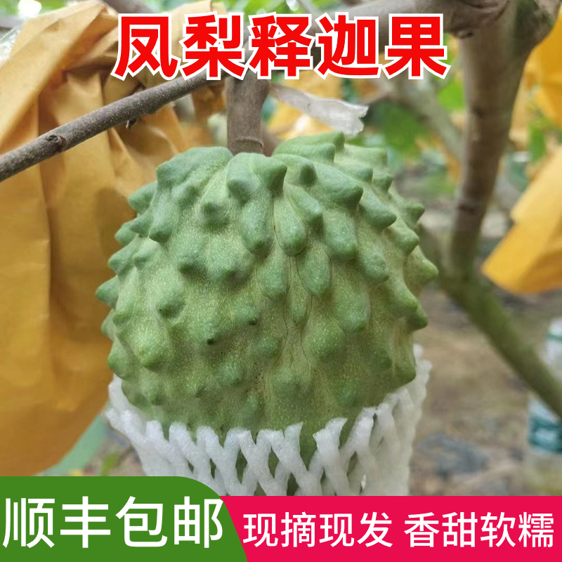 广西凤梨释迦5斤大果花皮黑皮果牛奶释迦新鲜水果5斤刺果番荔枝