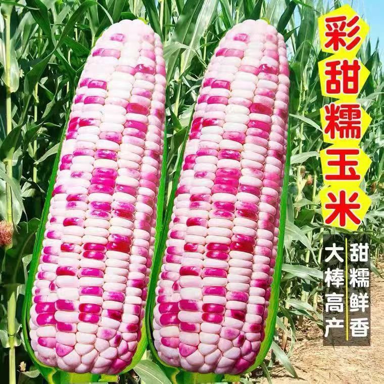 彩色玉米香甜高产糯玉米种植高产玉米种子良玉爆米花种子