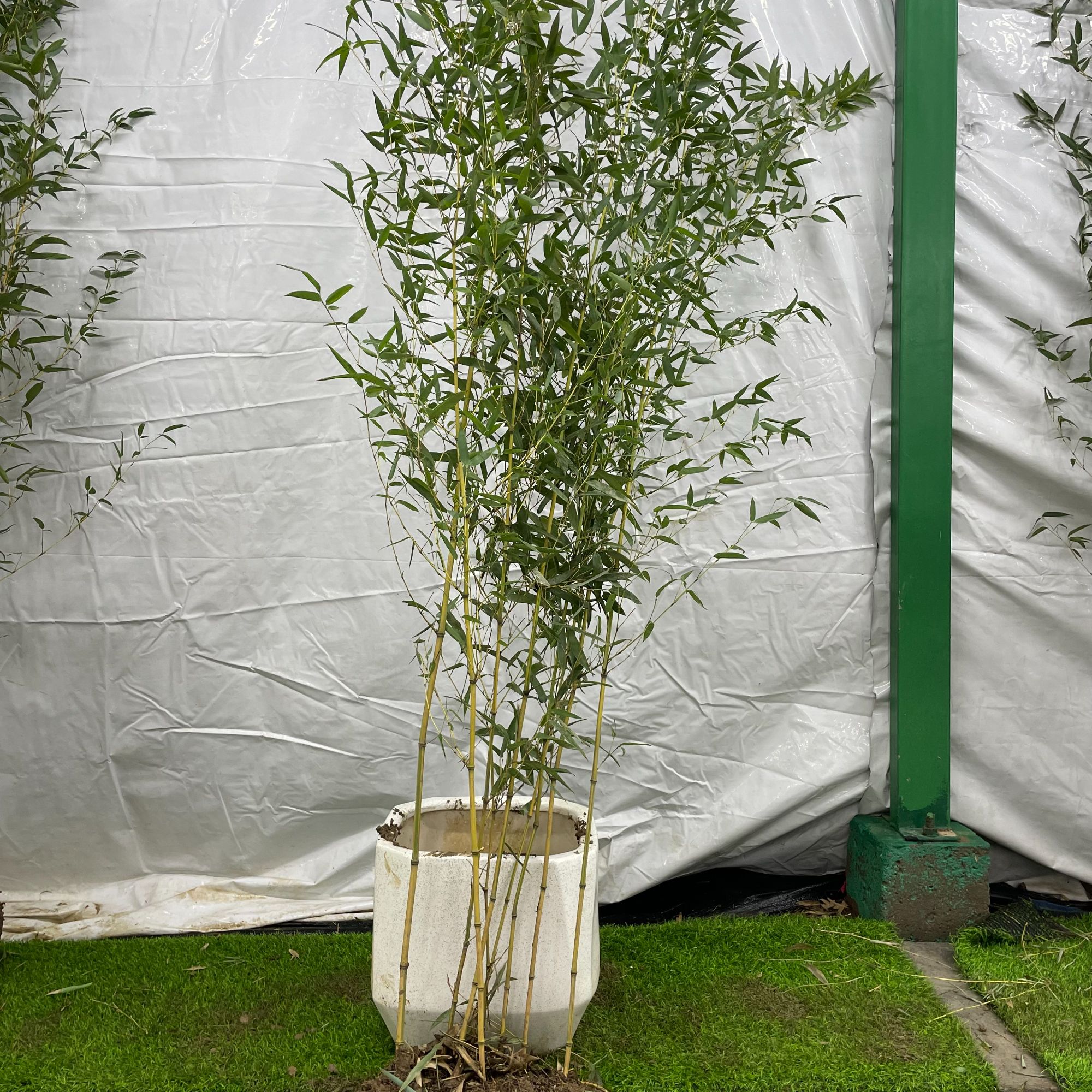 精品金竹6颗+【顺丰包邮】不含盆