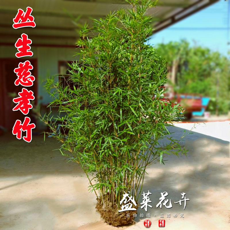 竹子苗慈孝竹庭院观赏竹四季种植丛生竹大型窝竹凤尾竹阳台盆栽竹