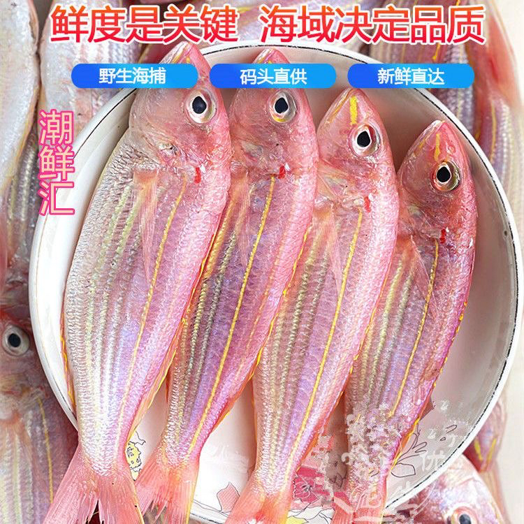 4斤新鲜金线鱼4斤15条1斤3-4条】广东特产新鲜金丝鱼海鱼批发水产