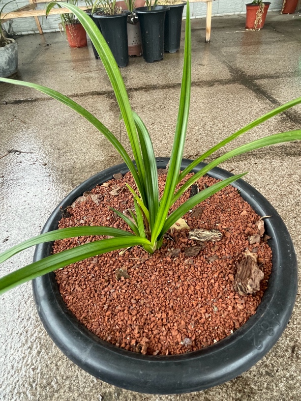 春兰 兔子兰 送春 秋之 腐植土