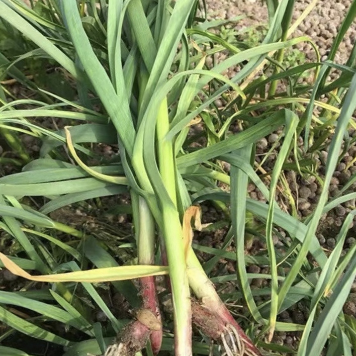 贵州新鲜红根蒜苗农家自种露天种植1斤包邮