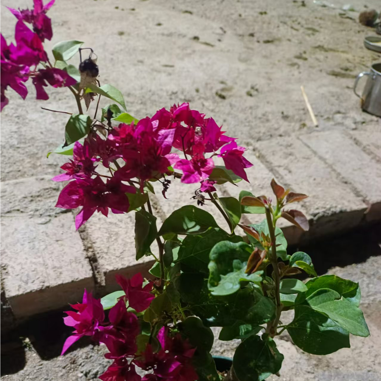 三角梅小盆栽苗耐寒四季勤花爬藤爆花机器