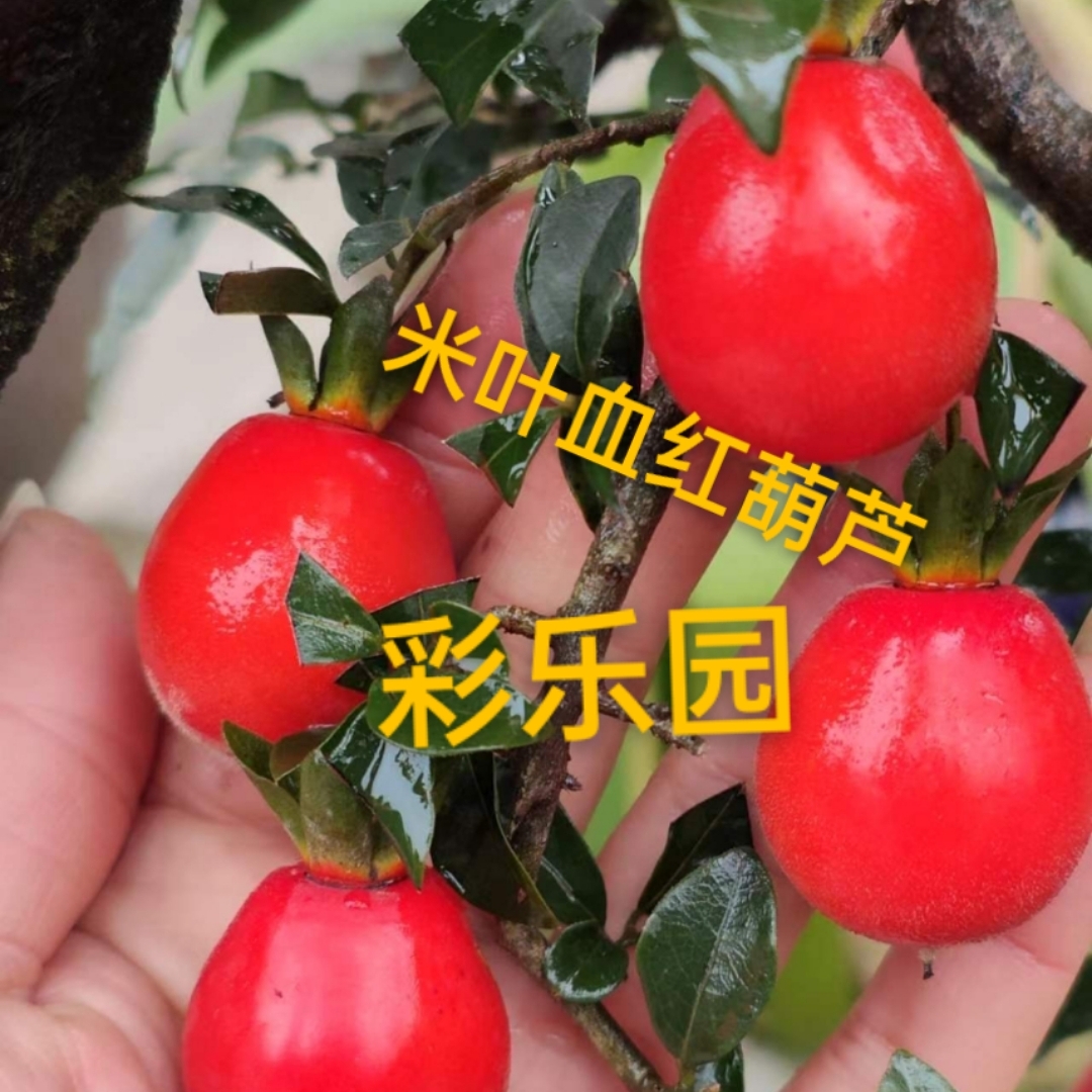 彩乐米叶血红盆景