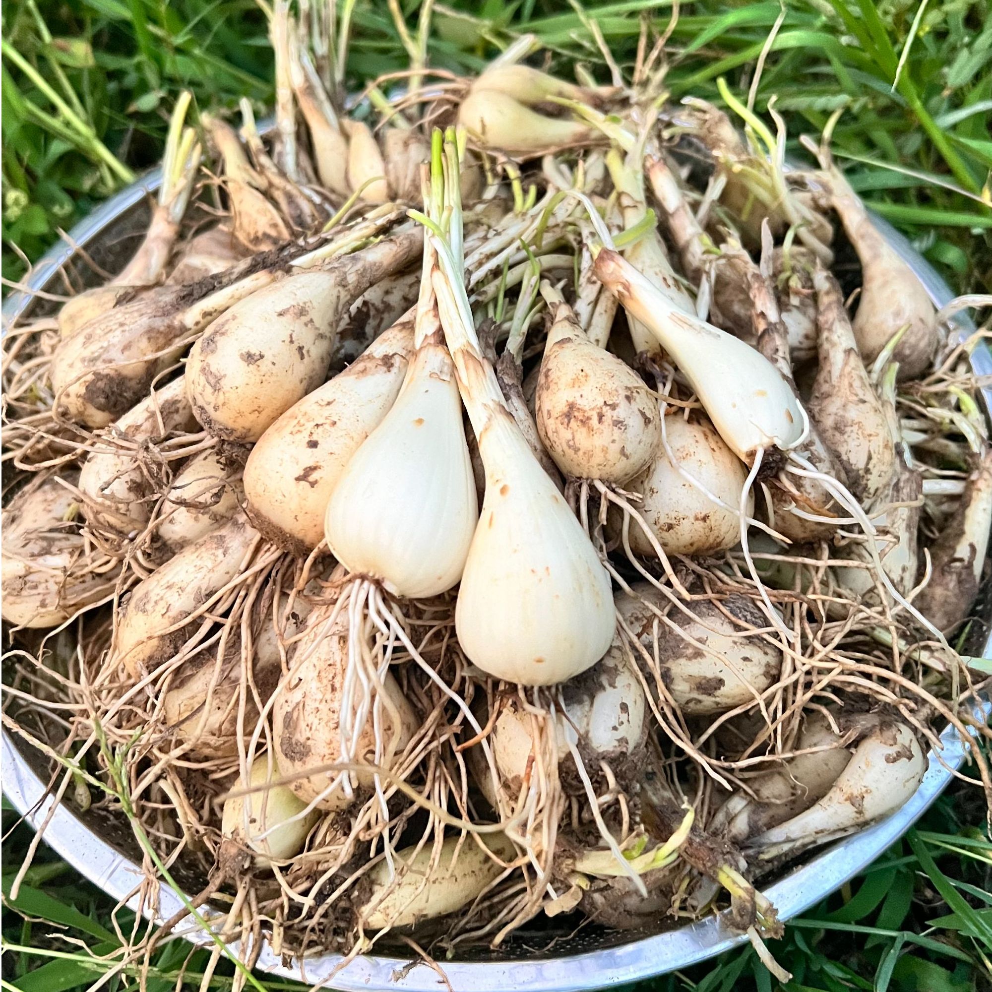 农家自种荞头藠头新鲜蔬菜现挖荞头新鲜茭白小蒜茭头农家新鲜蔬菜