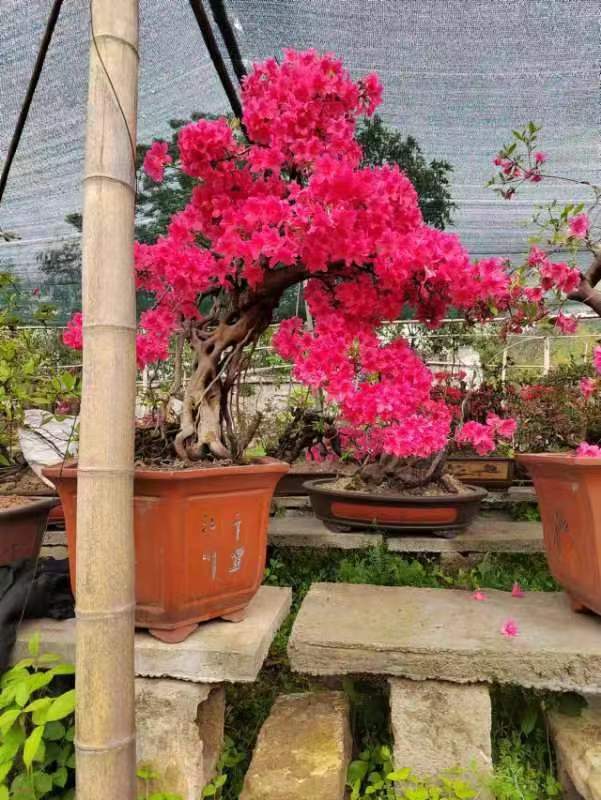 大别山映山红花卉