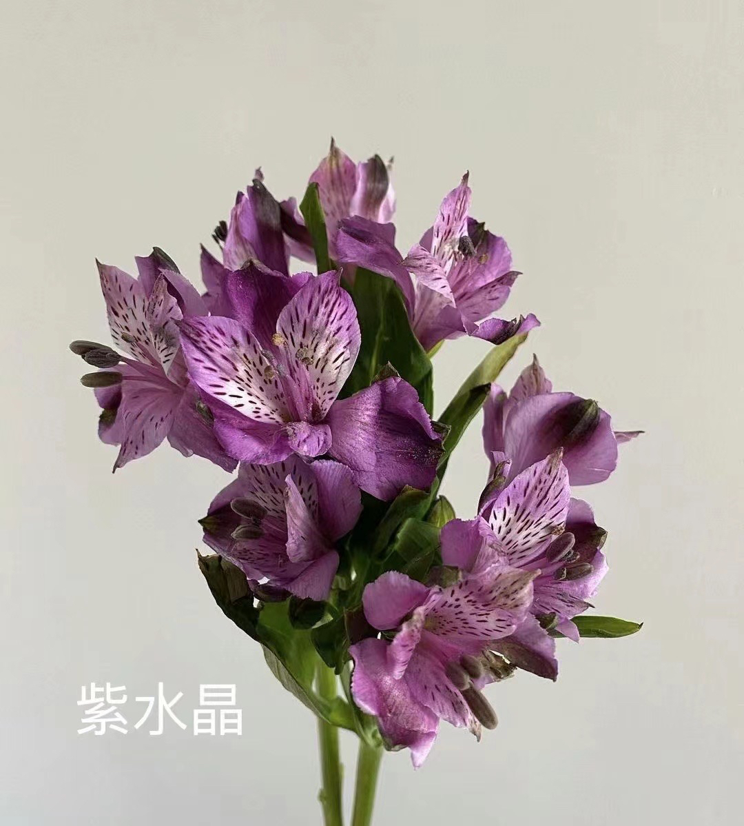 沈阳小雨花坊水仙百合颜色