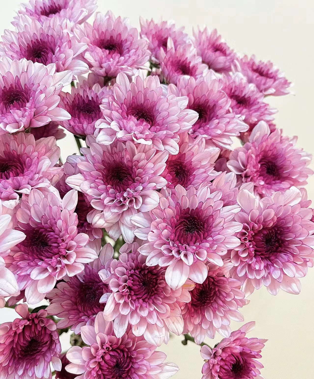 沈阳小雨花坊小雏菊（10%损伤不售后）福利的花不售后