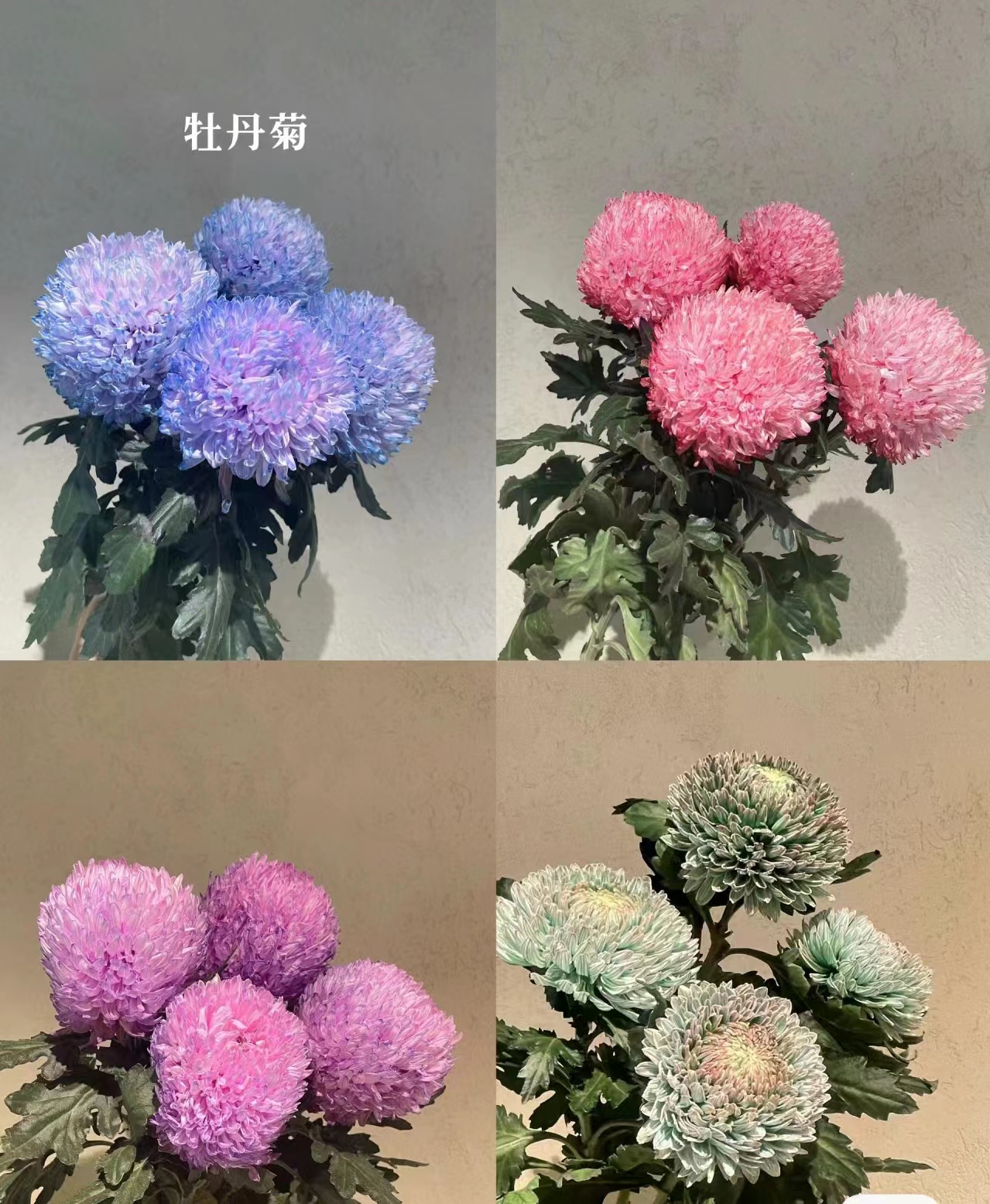 沈阳小雨花坊牡丹菊（10%损伤不售后）