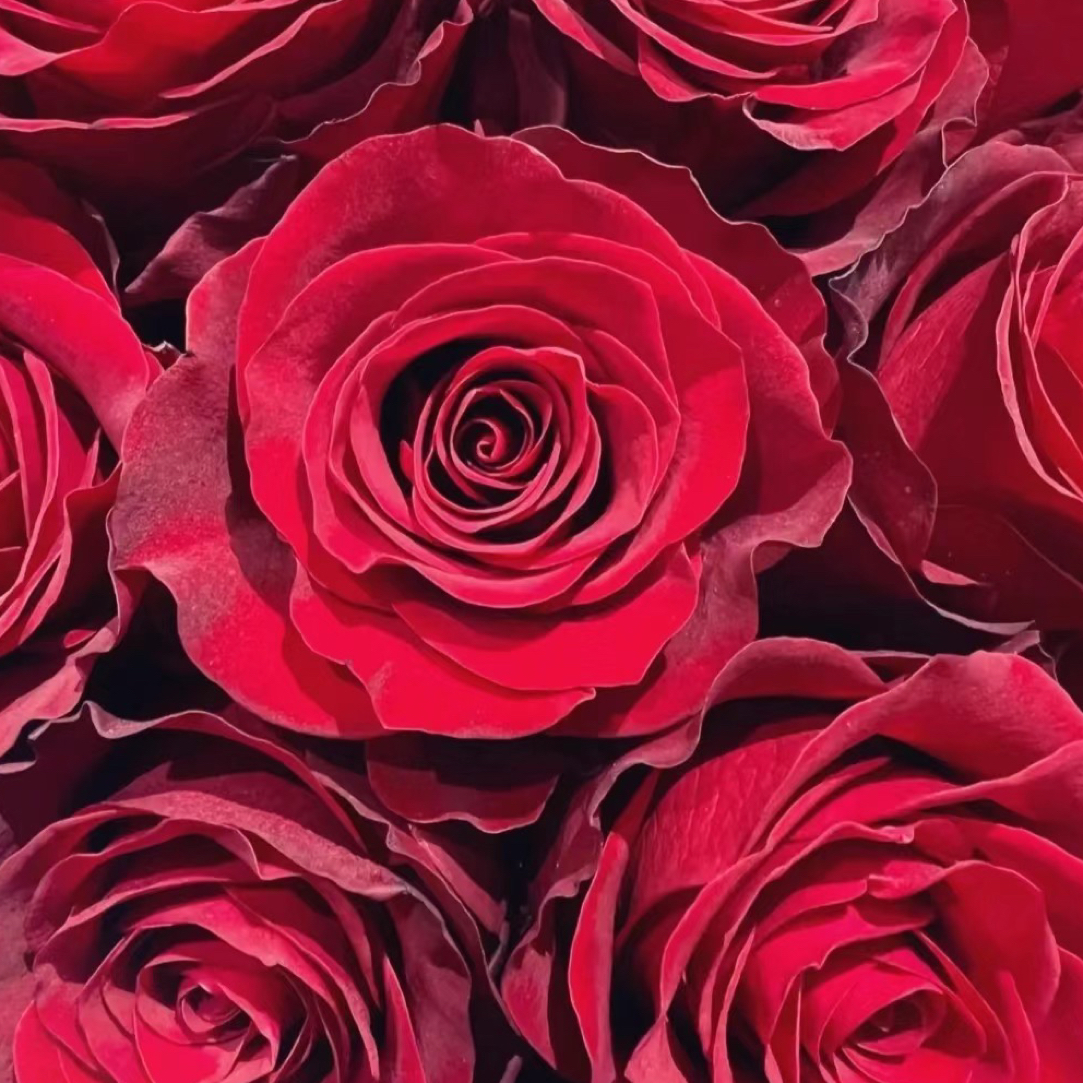 花知述园艺高原红四季玫瑰月季花树苗常年开花植物庭院阳台可养