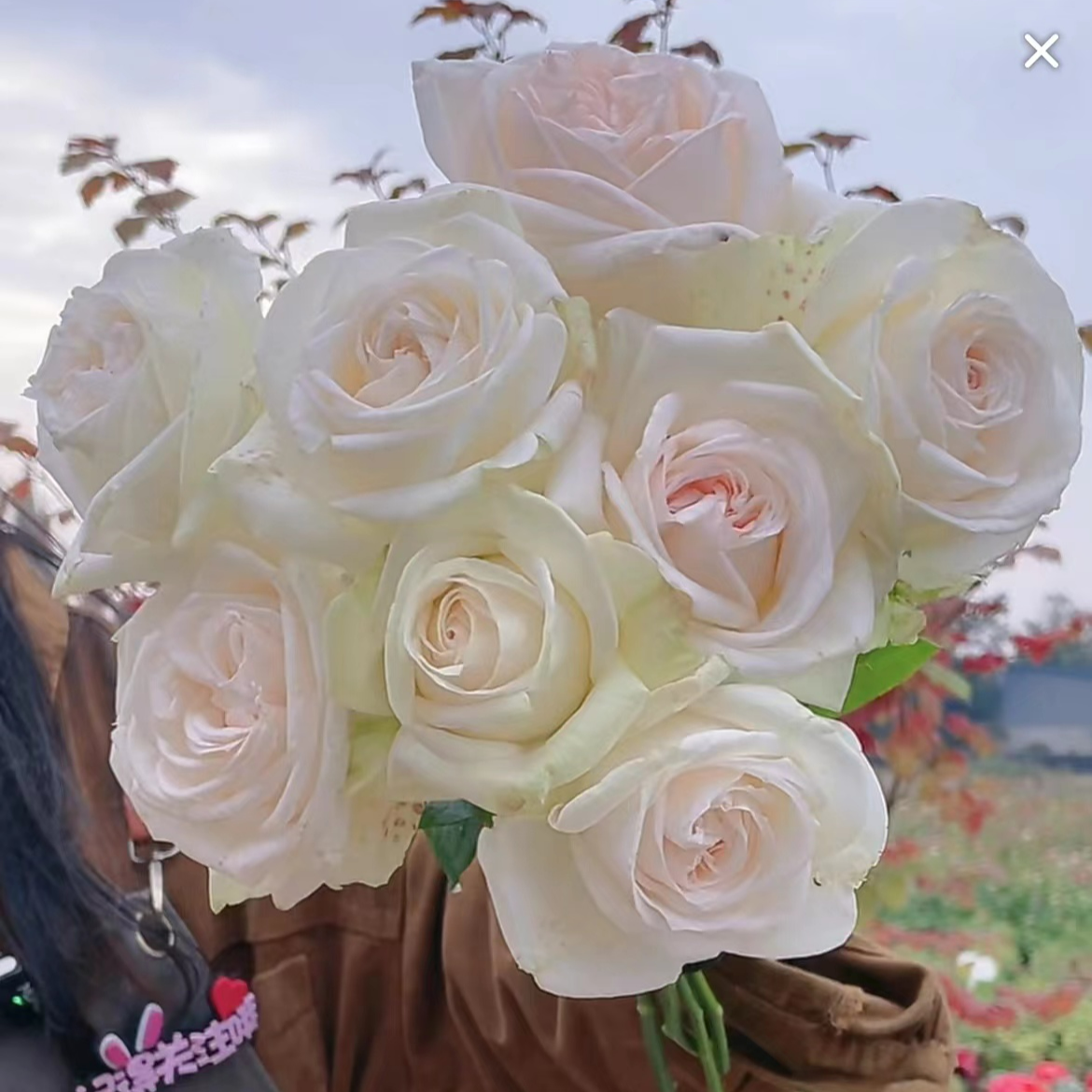 花知述园艺白荔枝四季玫瑰月季花树苗常年开花植物庭院阳台可养