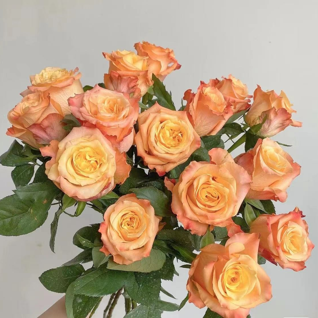 花知述园艺油画蒙娜丽莎四季玫瑰月季花树苗常年开花植物阳台可养