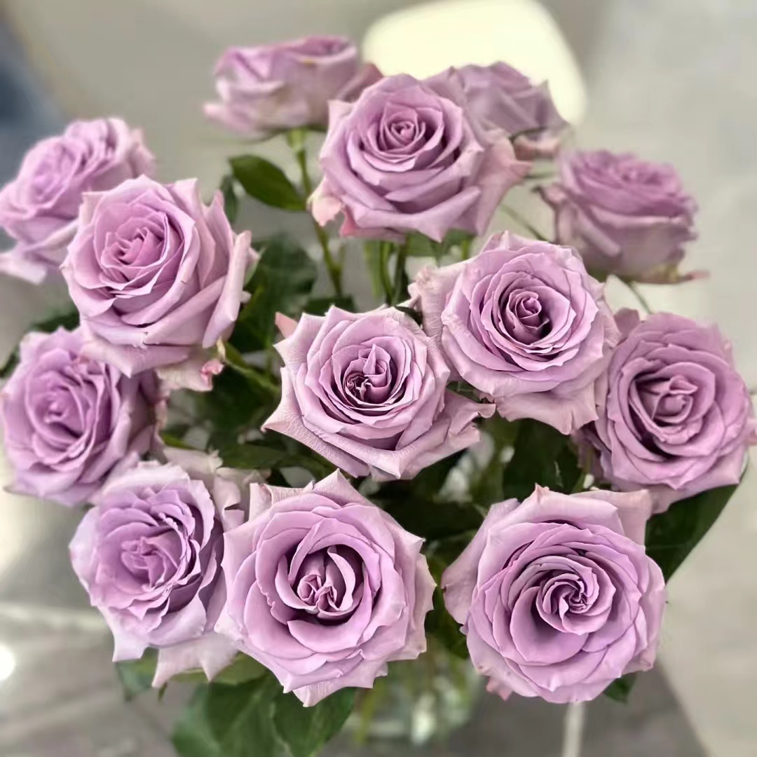 花知述园艺海洋之歌四季玫瑰月季花树苗常年开花植物庭院阳台可养