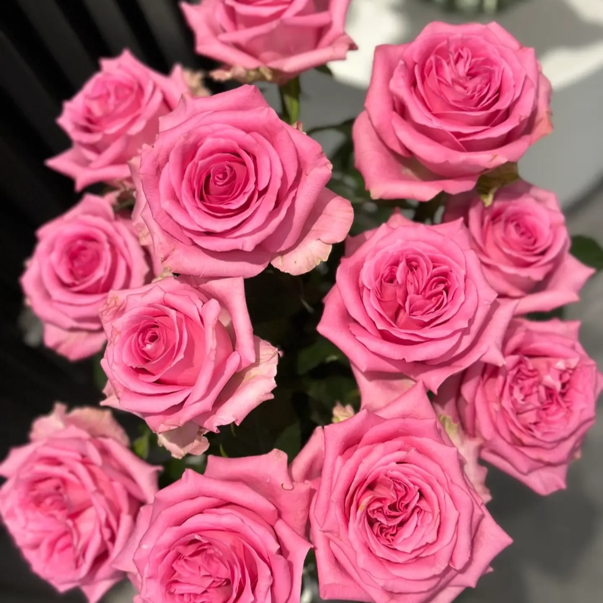 花知述园艺舒星四季玫瑰月季花树苗常年开花植物庭院阳台可养