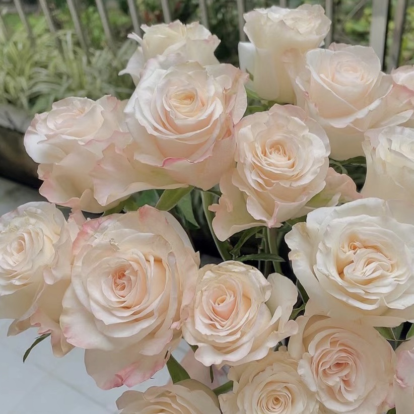 花知述园艺辛西娅四季玫瑰月季花树苗常年开花植物庭院阳台可养