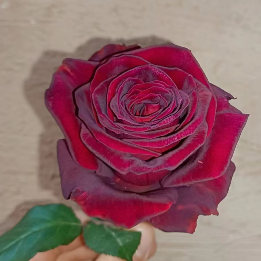 花知述园艺暗香四季玫瑰月季花树苗常年开花植物庭院阳台可养