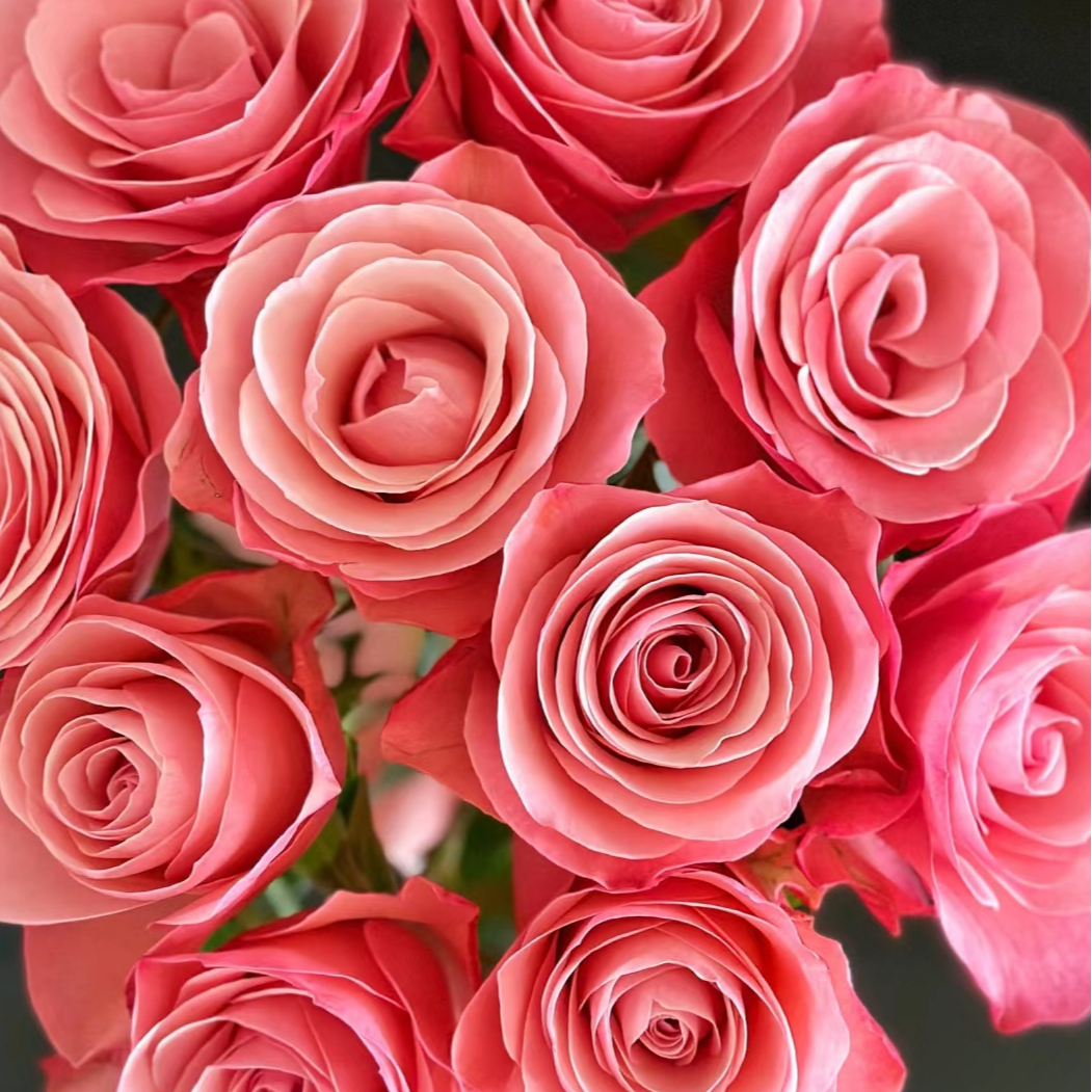 花知述园艺和弦四季玫瑰月季花树苗常年开花植物庭院可养阳台可养