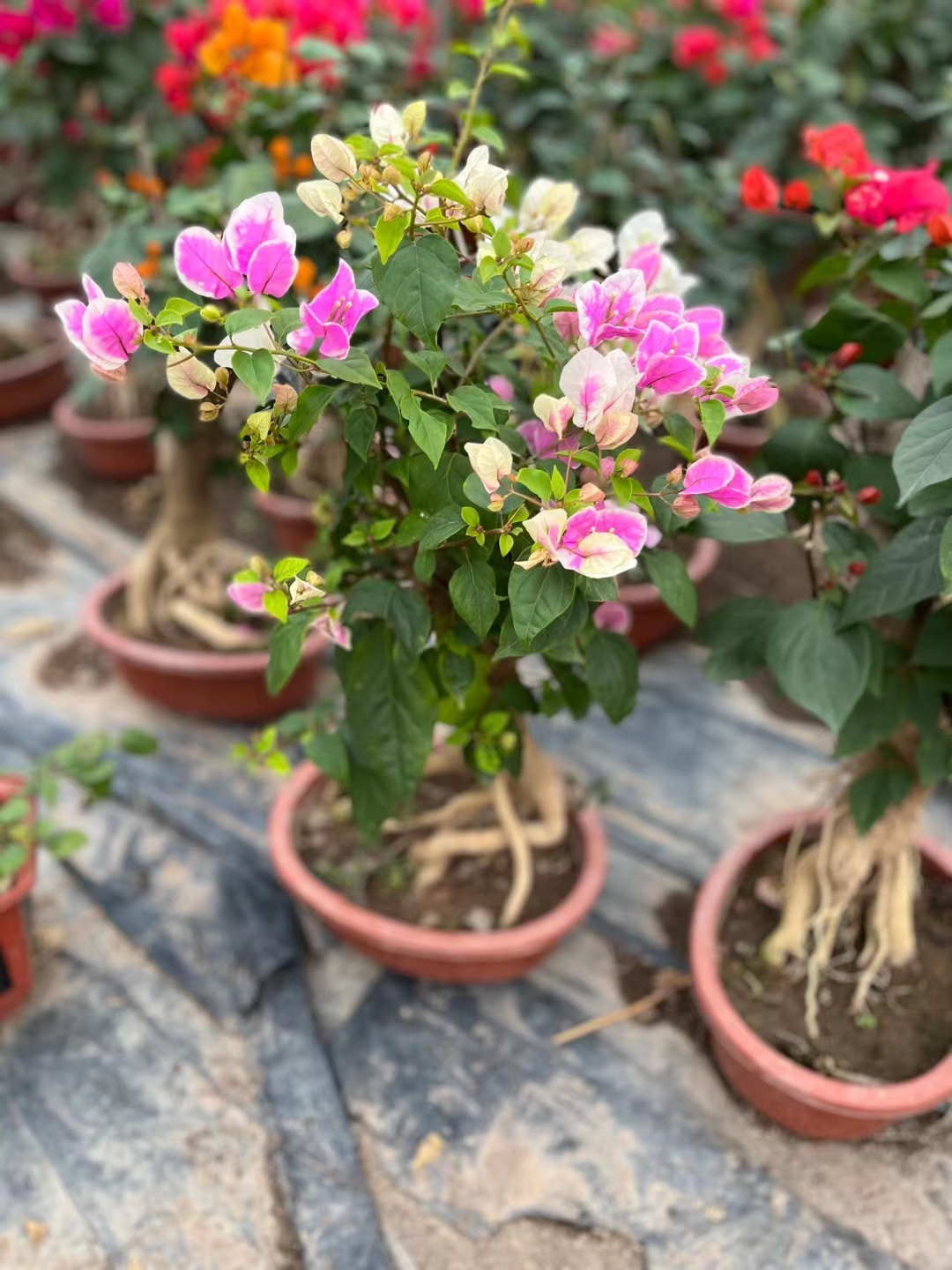 自家基地有400多个三角梅品种有80亩帮帮糖地苗三角梅盆景好看