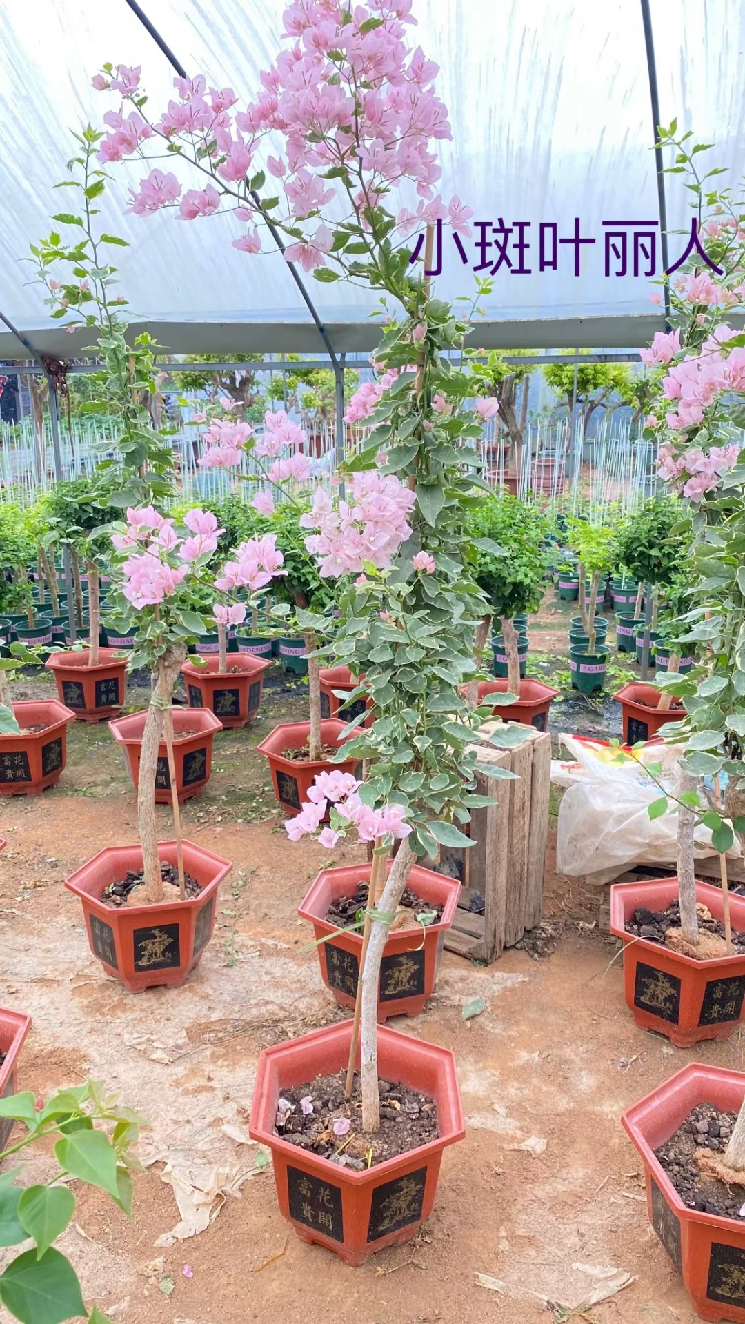 三角梅老桩生桩适合庭院阳台庭院办公绿植盆景种植直播间一物一拍