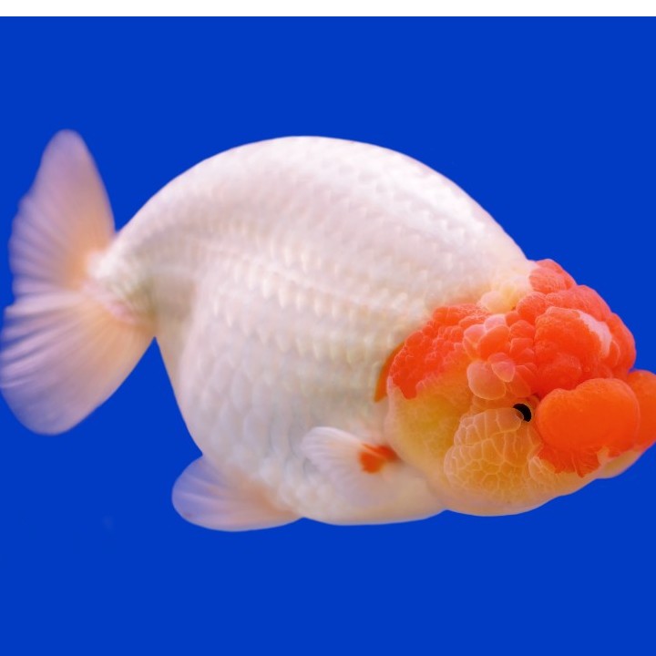 精品兰寿金鱼亚成10-13公分左右观赏鱼冷水鱼金鱼活体不分鳍尾