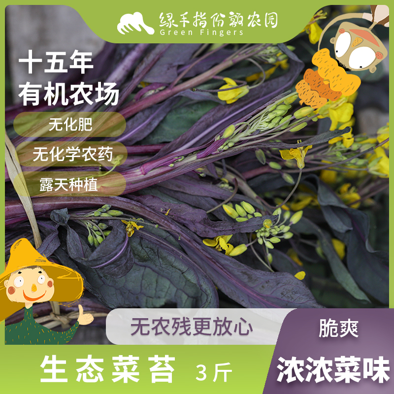 生态菜苔  3斤 绿手指份额农园