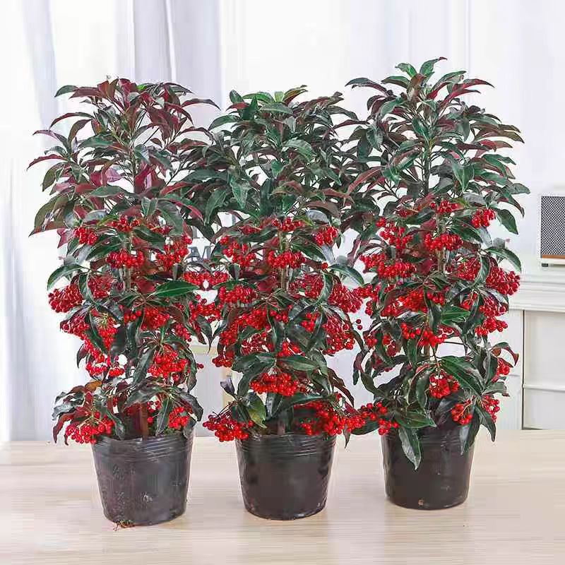 【带红果发货】精选富贵籽金玉满堂盆栽庭院阳台耐寒好养花卉