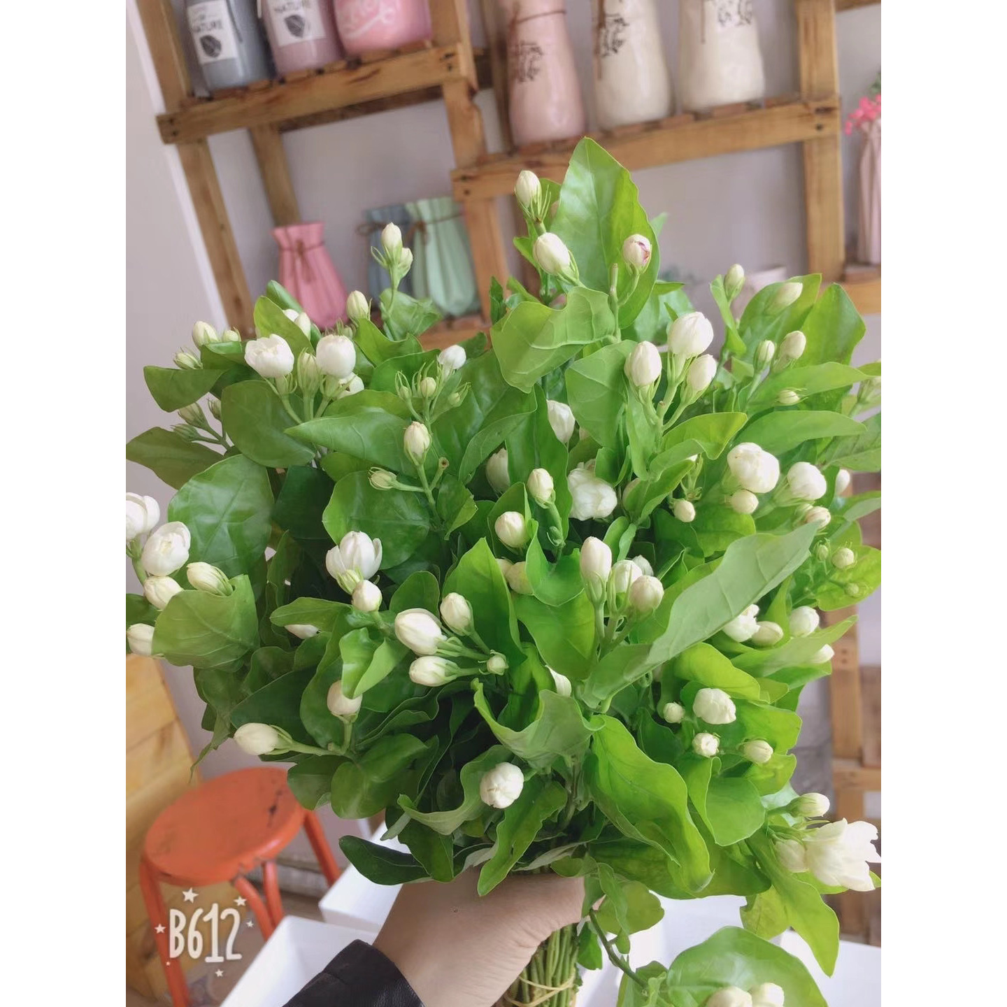 【买一送一】短杆茉莉花一把云南   基地鲜花   基地直发