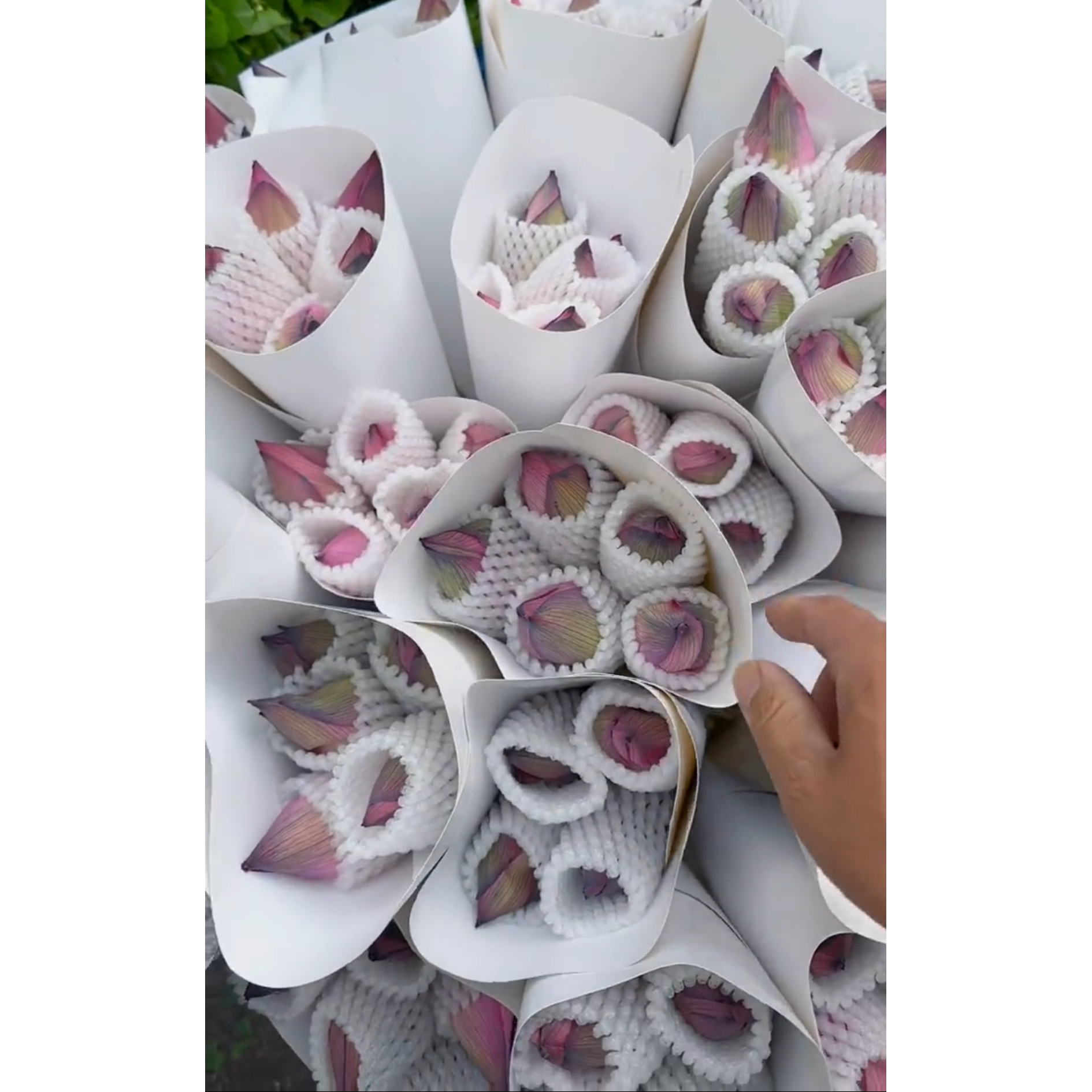 【现场挑花】 荷花5支  云南  基地  鲜花   水养  家养