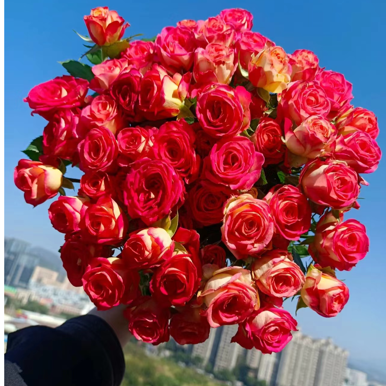 【买一送一】小头爱丽丝泡泡10支  多头玫瑰  云南基地鲜花 直发