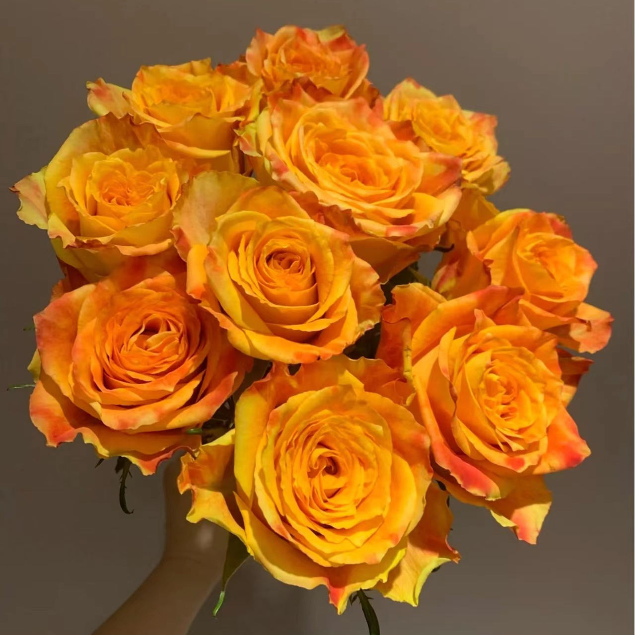 【买一送一】C级欢乐颂玫瑰10支    云南基地鲜花直发   家养水养