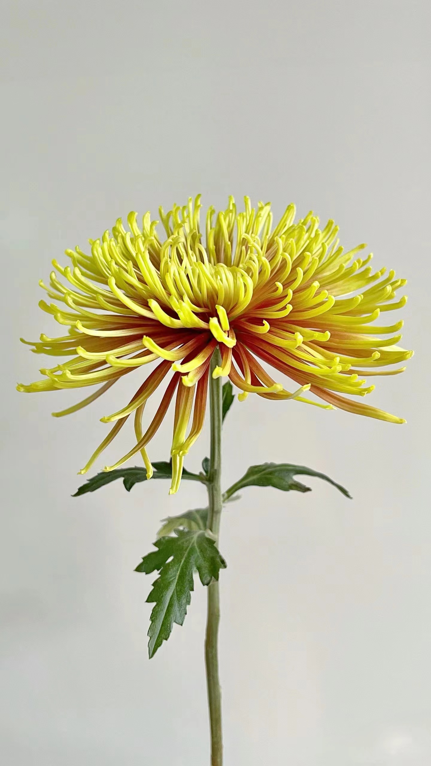 【买一送一】炫丽烟花小雏菊 云南基地鲜花   家养    水养