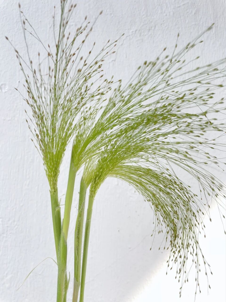 【买一送一】喷泉草(一把10支)  百搭配草批发花店一手货源  