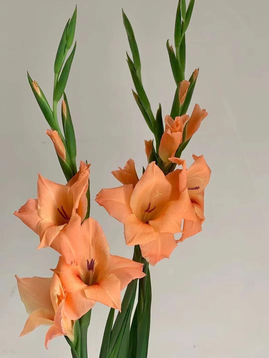 橙色三文鱼剑兰5支/10支  云南基地鲜花   基地直发